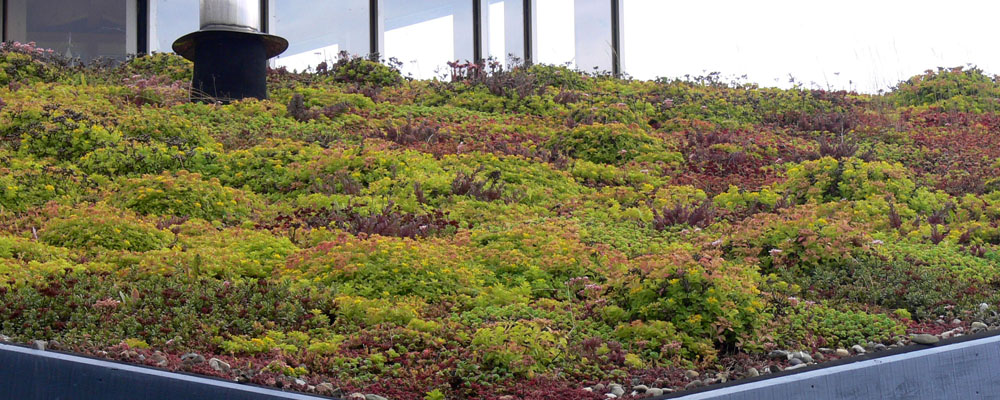 EVA-Lanxmeer Green roof2 2009